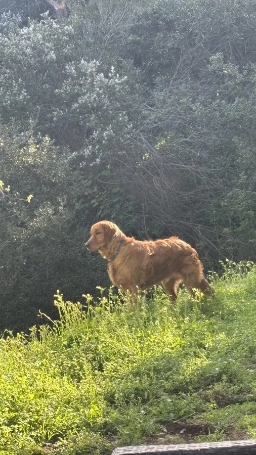 Virgil in golden light