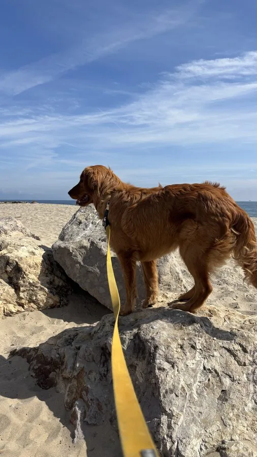 Virgil on the rocks