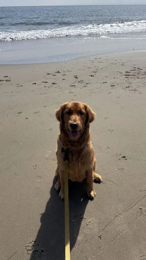 Virgil on the Santa Barbara beach